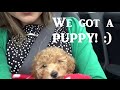 Getting a PUPPY! Our 8 week old toy poodle.