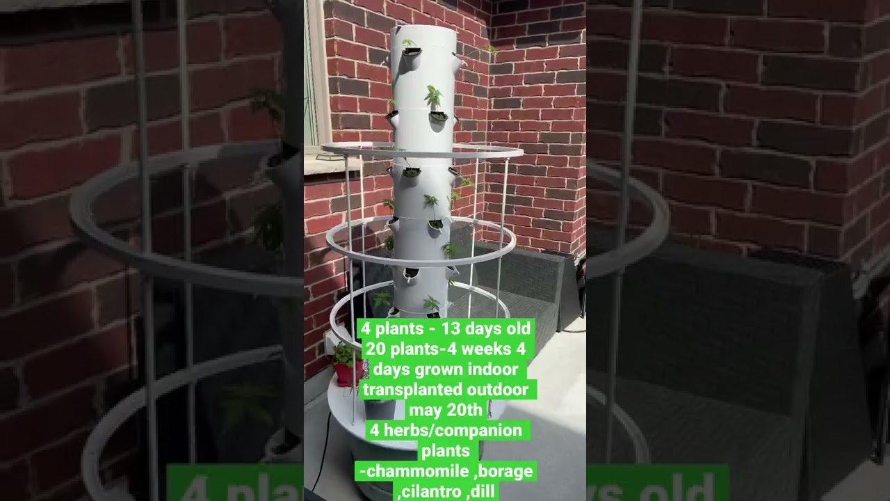 Growing 24 cannabis plants in a vertical aeroponic tower garden