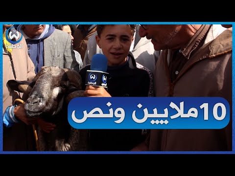 تيارت أصغر موال يبيع عتروس ب 9 ملايين و كبش ب 10 ملايين ونص 