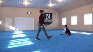 Charlotte (Greater Swiss Mountain Dog) Boot Camp Dog Training Video