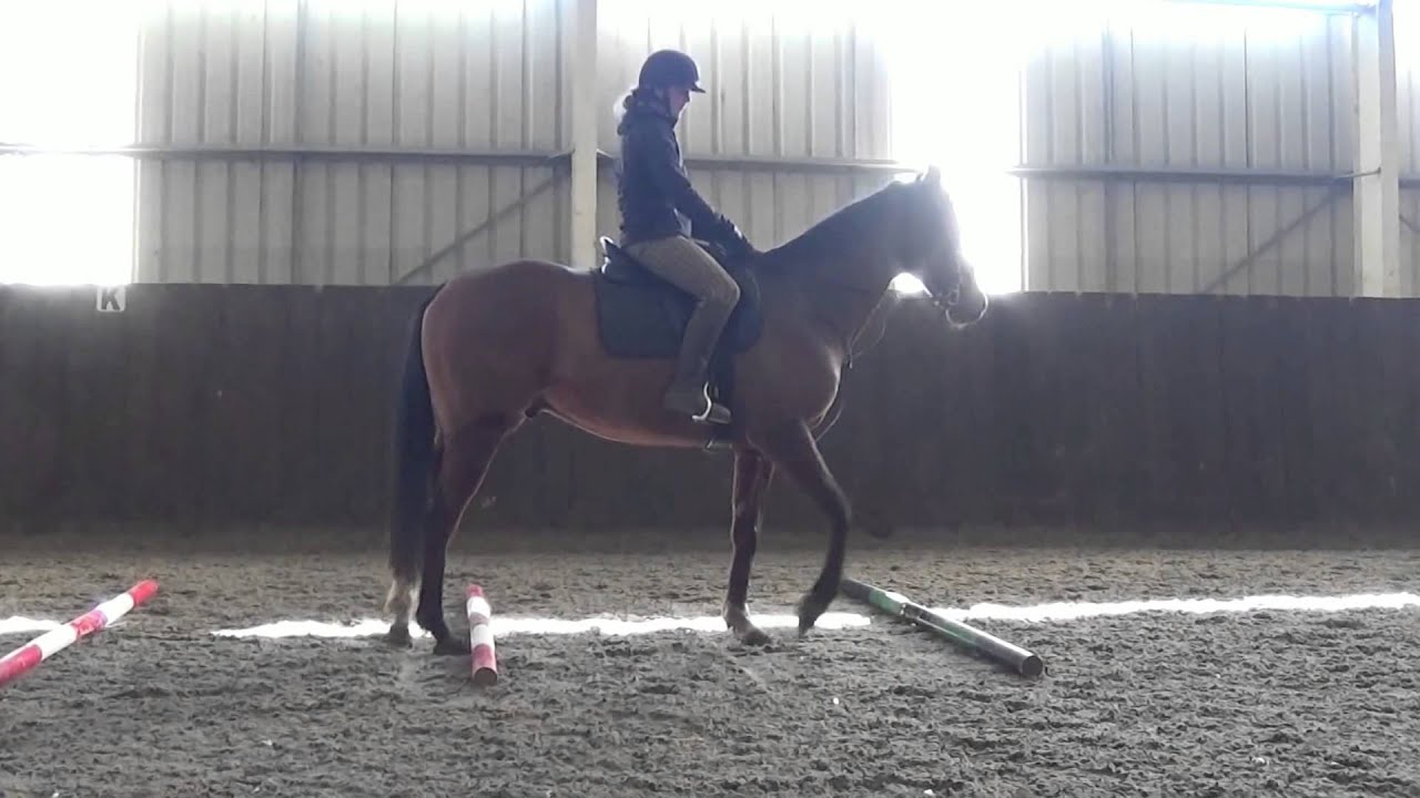 Pole Work Exercise For A Rushing Horse YouTube pole-work-exercise-for-a-rushing-horse-youtube