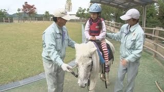 生き残りのカギは子ども 愛媛・今治の野間馬