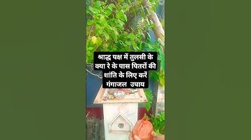 श्राद्ध पक्ष में तुलसी के पास पितरों की शांति के लिए करें गंगाजल उपाय 🙏🙏