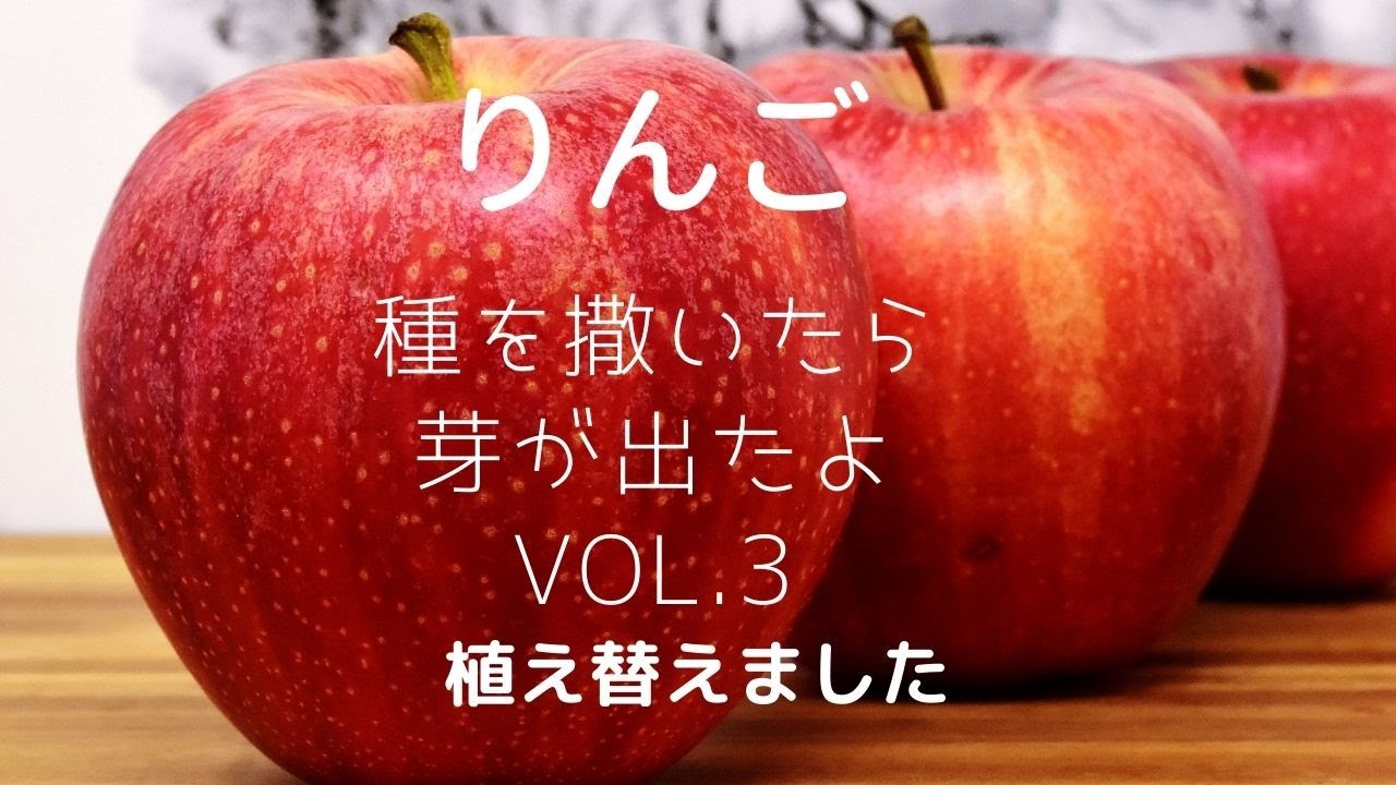 芽 が 出 た 生姜 芽 が 出 た 生姜