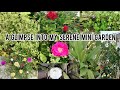 My enchanting garden tour  unveiling the magic journey through my mini garden 