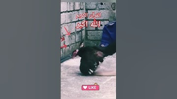 #القران_الكريم #الحنجرة_الذهبية #تلاوه_خاشعه #foryou #قال ربیی انہی ظلمت #الشیخ محمود الشحات foryou