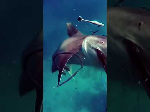 اللي قدامك دي واحده من اخطر السكاكين في العالم خلي بالك