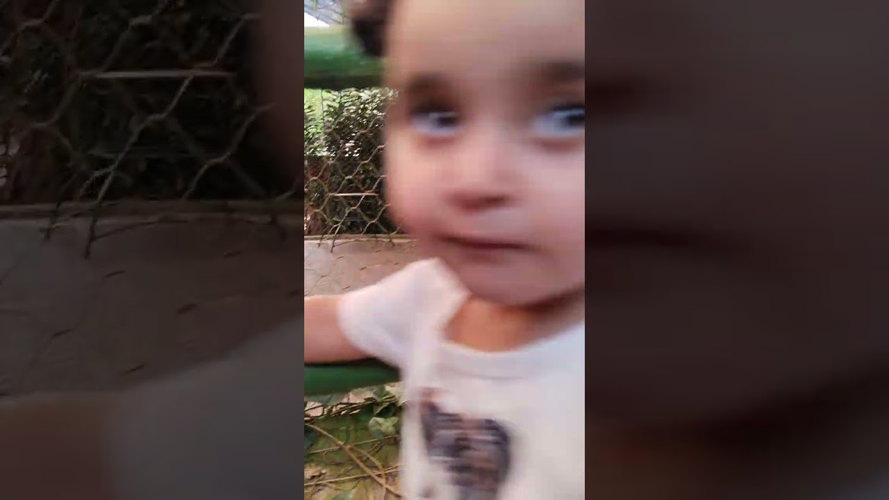 Atraksi HARIMAU (TIGER) TAMAN SAFARI 