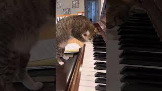 피아노 치는 고양이 Cat playing the piano