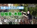 社長オススメ植物 今買うといい植物 宿根草・木類 ご紹介します【おうちでガーデニング】開花園チャンネル