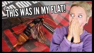 I FOUND THIS HUGE INSECT IN MY FLAT IN SCOTLAND