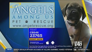 Angels Amoung Us Pet Rescue