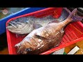 횟집에서 사라진 우럭 2Kg 자연산 우럭 , 우럭 회뜨기  / 숙성 오마카세 / Korean Rockfish Sashimi_Korean street food