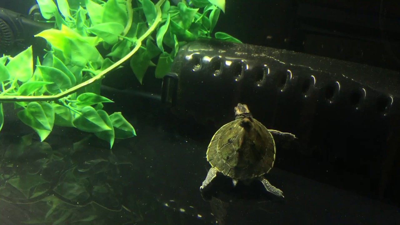 15 Gallon Turtle Tank YouTube 15 Gallon Turtle Tank YouTube