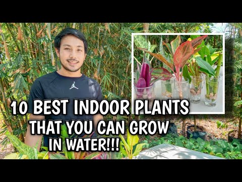 Video: Best Houseplant Gifts: Mga Tip Para sa Indoor Plant Sharing Sa Iba