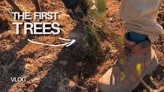 Planting A Windbreak Tree Line: Italian Alder &amp; Scots Pine