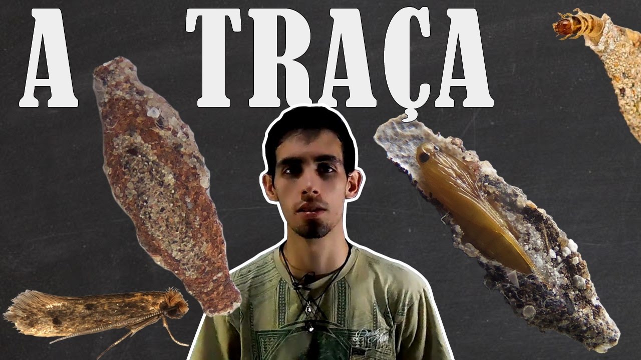 TRAÇA de PAREDE/roupa o que é?? - YouTube