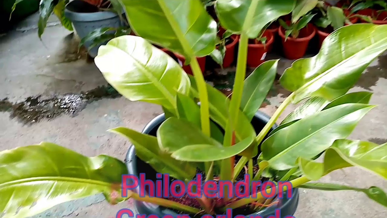 Philodendron Green Orlando Healthy leaves|super lush Green  Orlando#cristinaplanters