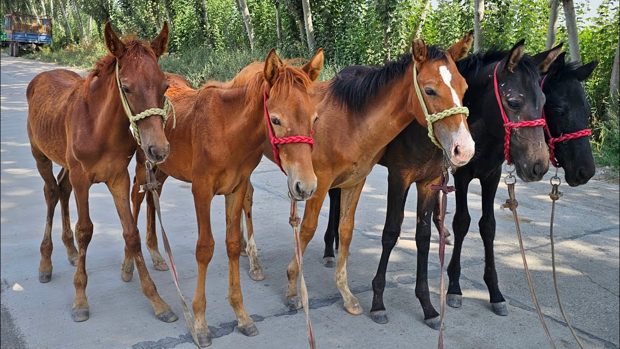 5 BOSH TOY TO‘LIQ O‘TGA KIRGAN🔥🔥 PULI ARZON ZOTLI TOYLAR🔥🔥