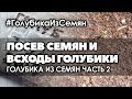 🌱 #2 Размножение голубики семенами | Посев. Всходы.