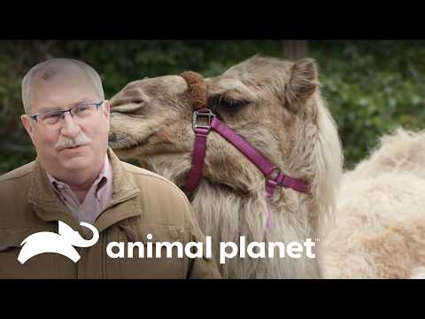 Max the Camel overcomes serious health issue | The Zoo | Animal Planet Brazil