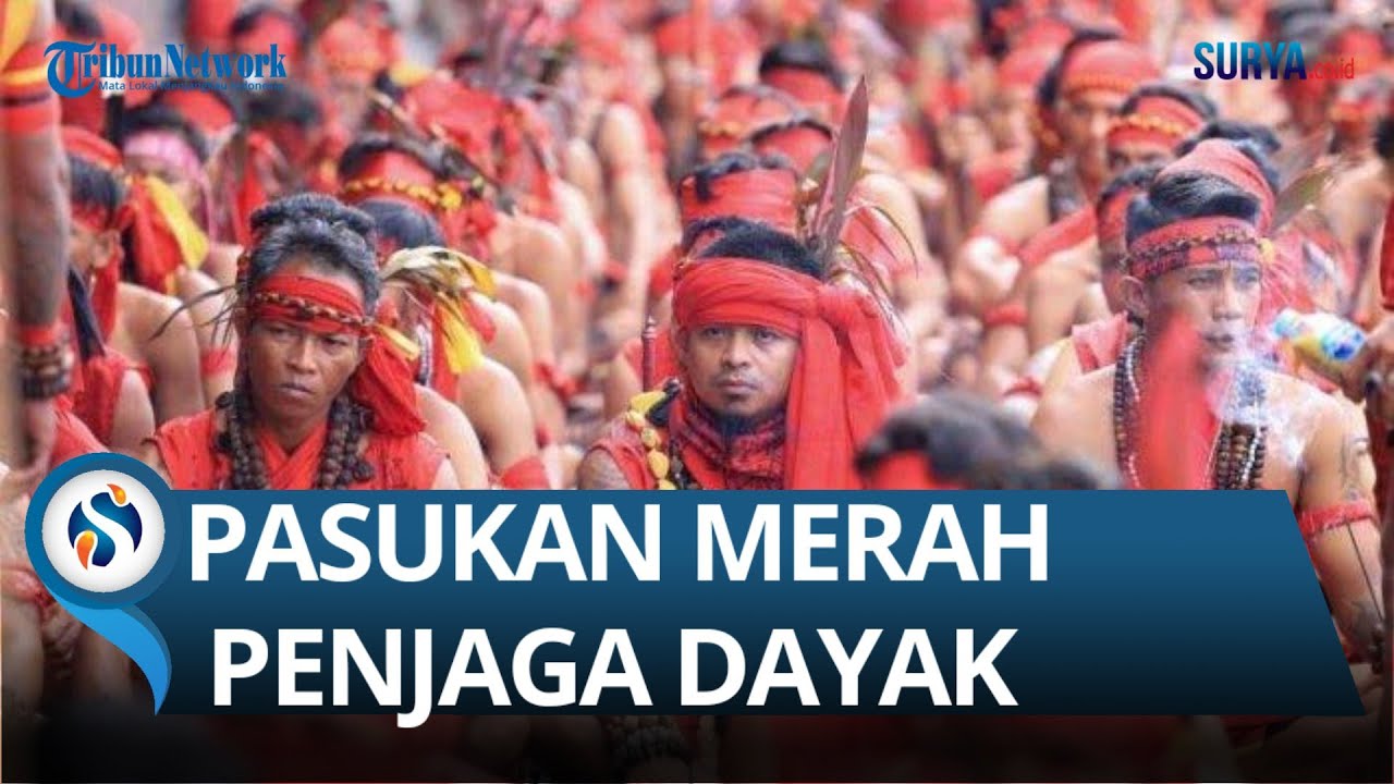 MENGENAL PASUKAN MERAH PENJAGA ADAT KALIMANTAN YANG MARAH PADA EDY MULYADI, ADA PULUHAN RIBU PASUKAN