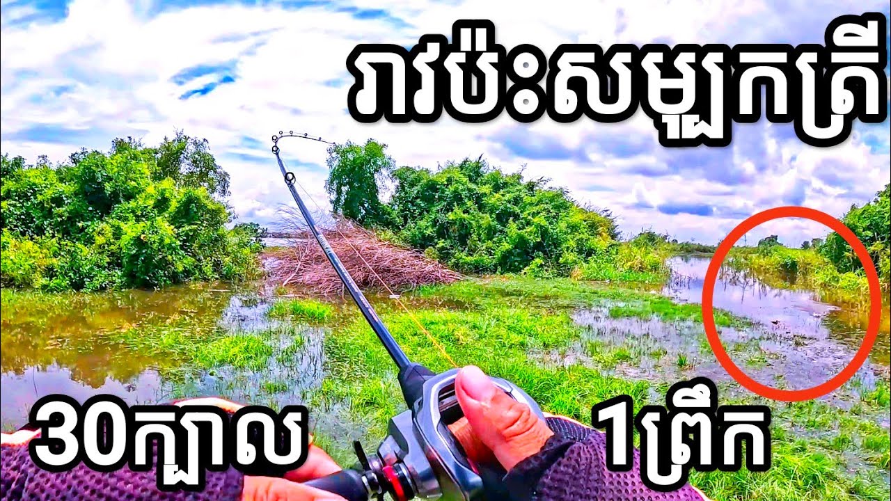 ចុងខ្សាច់ត្រីធំៗល្អណាស់! #snakeheadfish #fishingincambodia2025 #fishtrip2025 #បបក់ត្រី2025