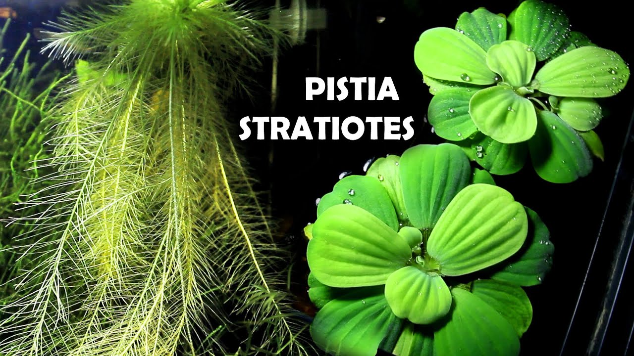 PISTIA STRATIOTES : Scheda Completa