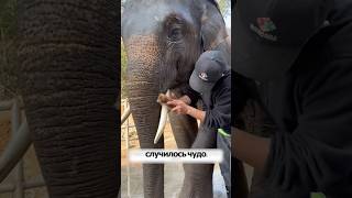 Его отвергли свои… но именно это сделало его знаменитым🐘🎨