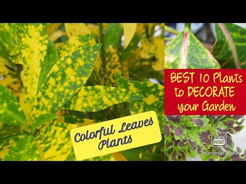 वीडियो: लंबी पत्तियों वाले इनडोर पौधे (40 फोटो): संकीर्ण पतली पत्तियों और तेज लम्बी पत्तियों के साथ एक कांटेदार फूल, अन्य प्रकार