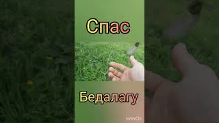 спас птичку