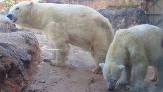 2023/12/03 ホッキョクグマのキャンディとクッキー