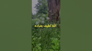 الله لطيف بعباده | سورة الشورى (القارئ : عزيز نصير) #القرآن #الآخرة #الله #ورش #تلاوة #شورتس
