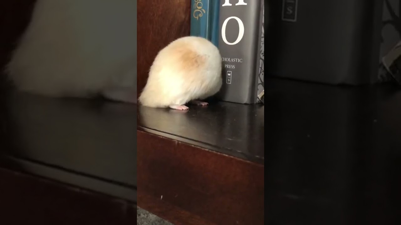 cute hamster cleaning itself