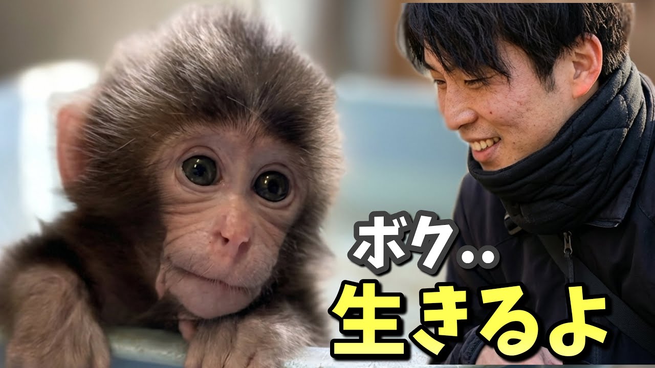 パンクくん A Miracle Baby Monkey 