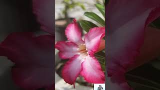 Doa Ampuh untuk Orang Tua dalam Islam (Doa untuk Ibu dan Ayah Beserta Maknanya)