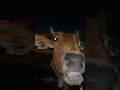 रात के बारह बजे भूकी काऊ कूड़ा खा रही थी 🥺🙏🏻#cow #help #trendingshorts #emotional