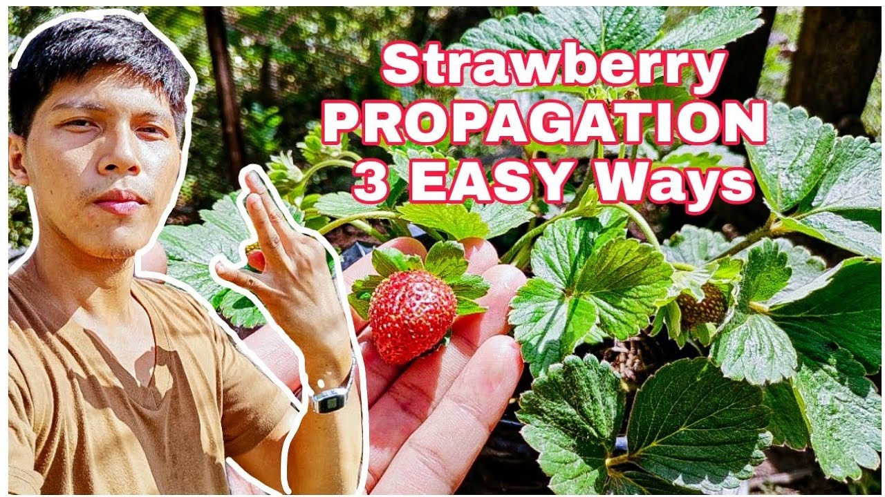 Strawberry sa Mainit na lugar PROPAGATION TIPS. 3 EASY Ways.
