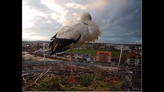 LIVE Storchennest Freilassing