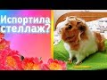 ИСПОРТИЛА СТЕЛЛАЖ((( МОРСКИМ СВИНКАМ НЕГДЕ ЖИТЬ???)))