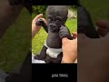 Before And After Animals Transformation!