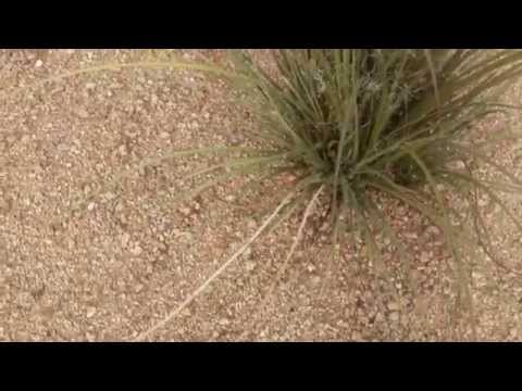 Video: Red Yucca Care: Kawm Txog Kev Cog Ib Tug Yucca Liab Hauv Lub Vaj