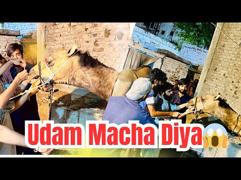        Camel ne udham macha diya… sab bhaagte reh gaye!😱