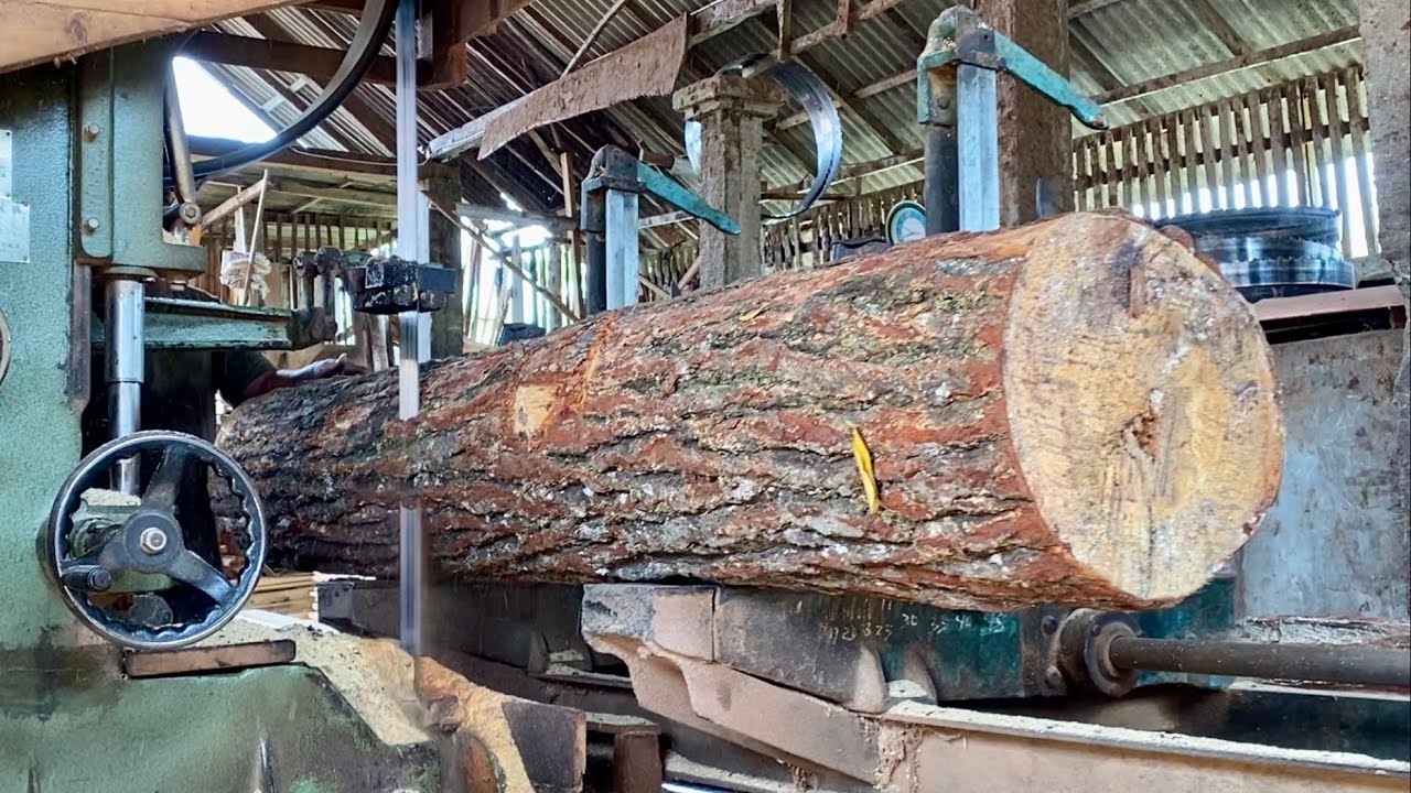 The process of sawing young pine wood in a lumber factory - wood ...