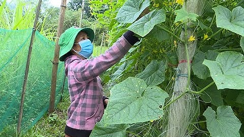 Hiệu quả chuỗi liên kết sản xuất và tiêu thụ dưa chuột tại Lâm Bình