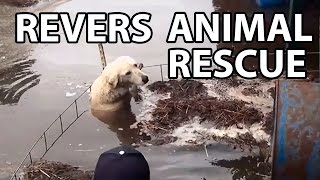Reverse animal rescue compilation