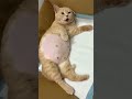 “This Cat Knows How to Relax 😍🐱”“Caught in 4K… Doing NothLifeing 😆”“ Goal: Be This Chill 🐾💯”Life