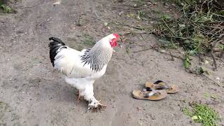 ব্রাহমা মুরগি || Brahma Chicken || Hello Vet ||#Hello_Vet #hellovet