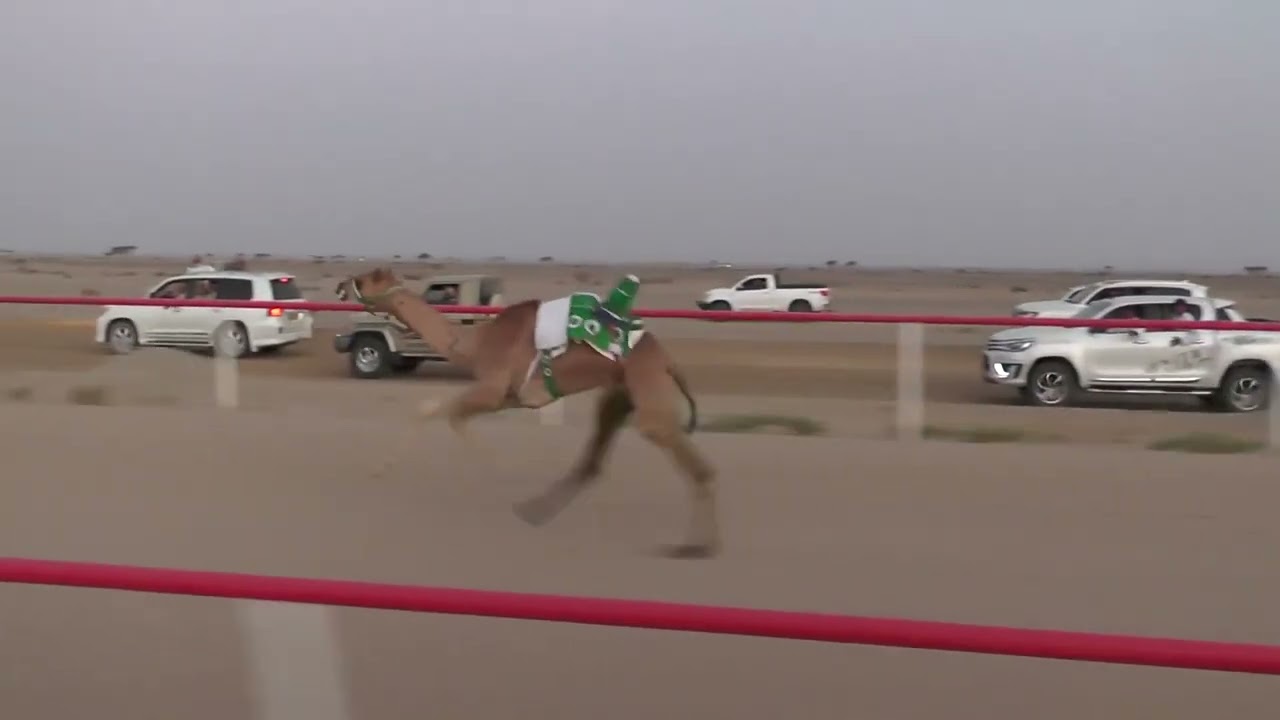 الشوط الأول أبكار الصعوب ( شان ) سلمان حمد سيف الغاربي 1:39:28