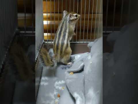 シマリス ちょっと怒る Youtube